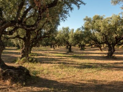 kuhinjski pripomočki (1)